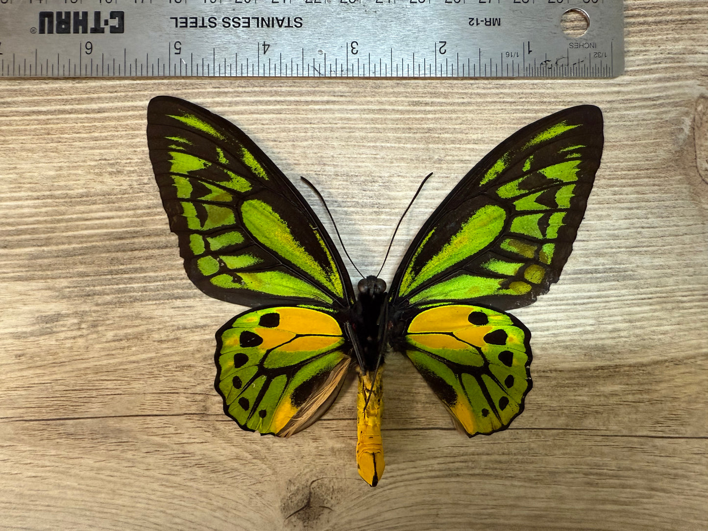 Ornithoptera croesus SPREAD Male Birdwing Butterfly A-/A2 Condition