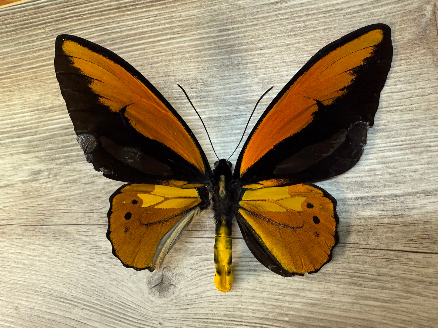 Ornithoptera croesus SPREAD Male Birdwing Butterfly A-/A2 Condition