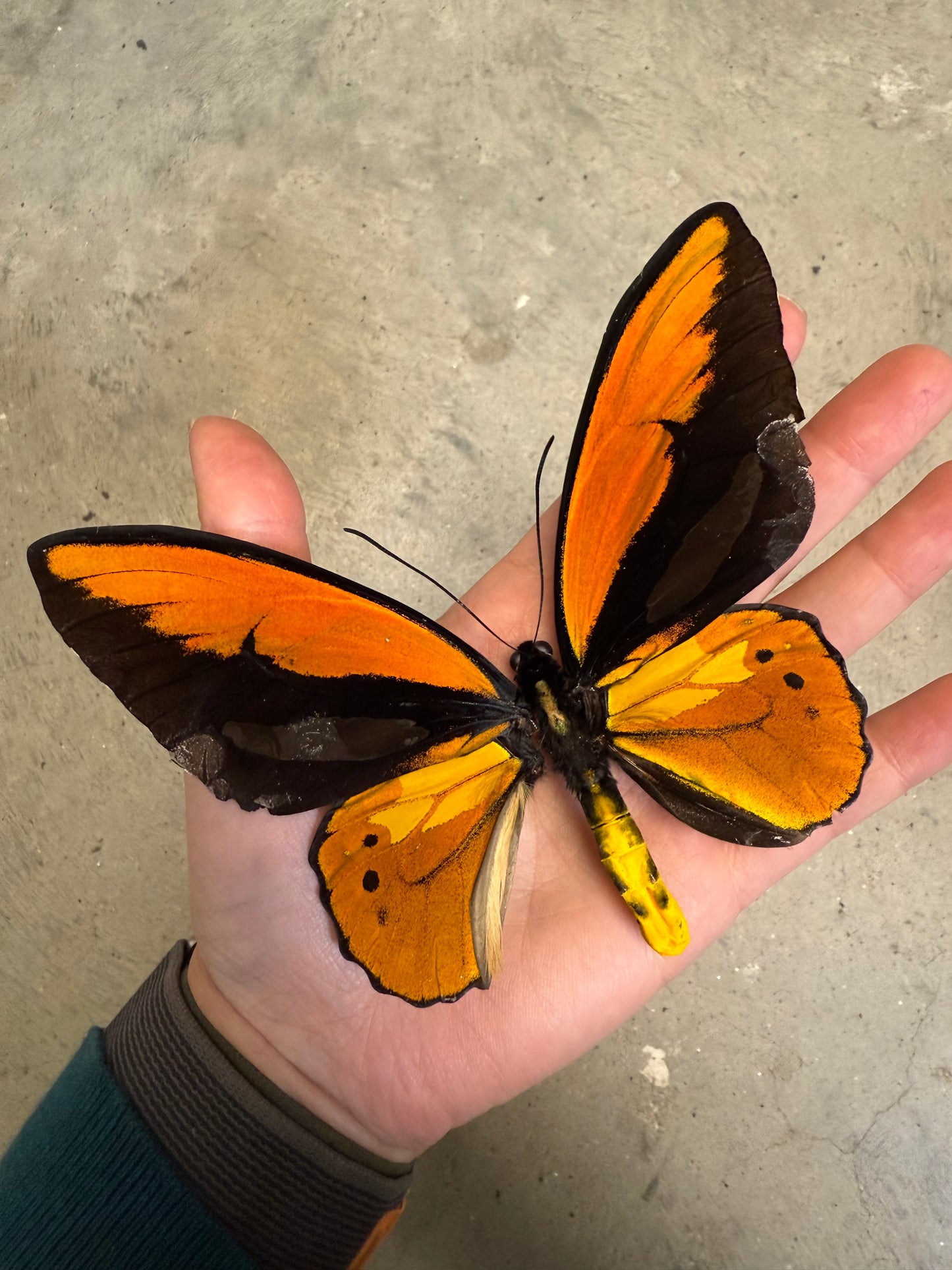 Ornithoptera croesus SPREAD Male Birdwing Butterfly A-/A2 Condition