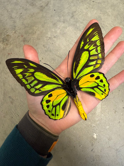 Ornithoptera croesus SPREAD Male Birdwing Butterfly A-/A2 Condition