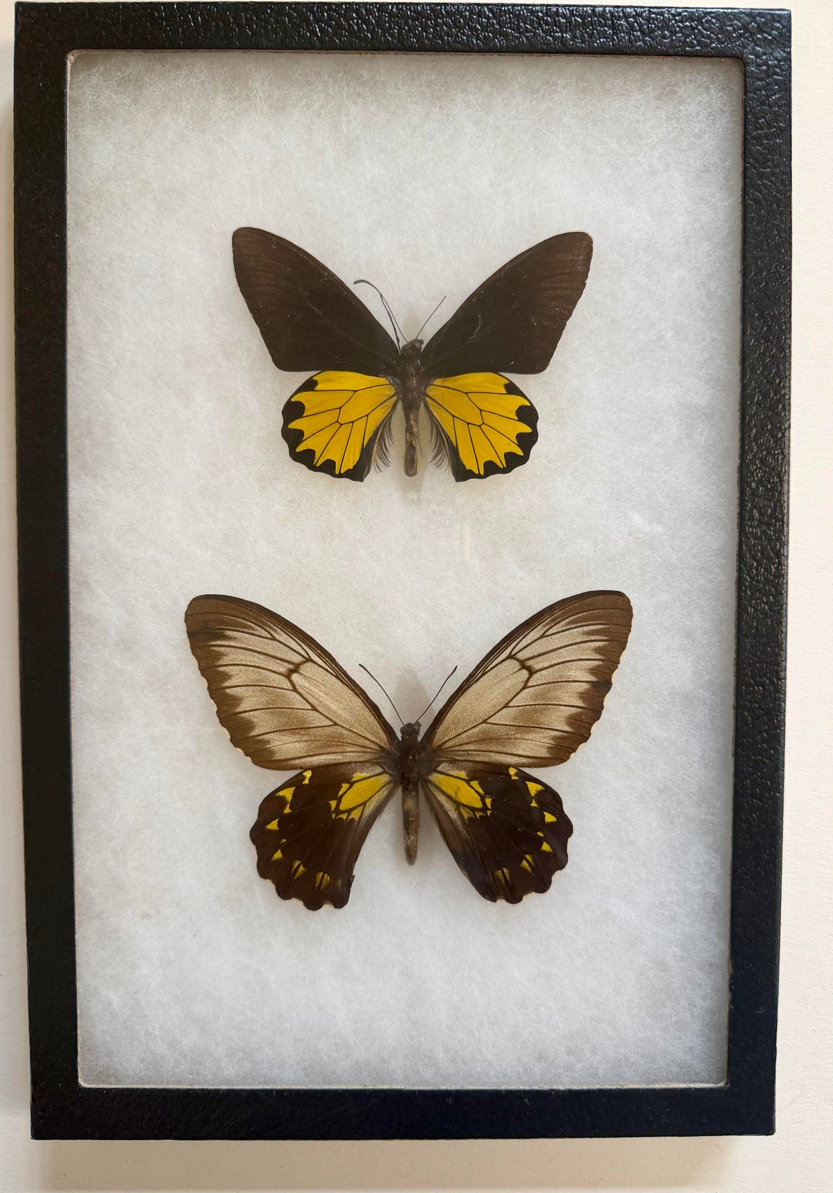 Framed RARE Troides andromache BIRDWING PAIR -Borneo