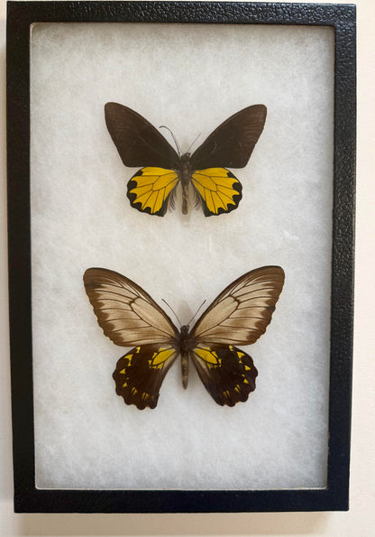 Framed RARE Troides andromache BIRDWING PAIR -Borneo