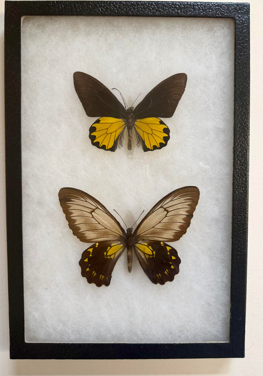 Framed RARE Troides andromache BIRDWING PAIR -Borneo