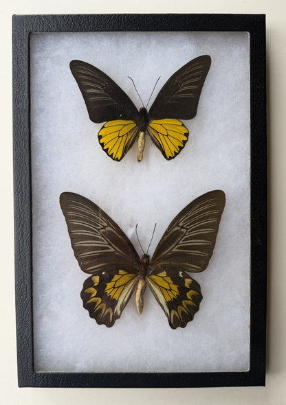 Framed Troides magellanus Iridescent BIRDWING PAIR