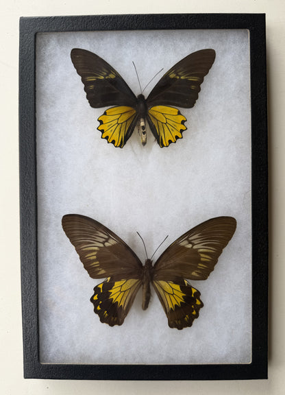 Framed Troides cuneifera BIRDWING PAIR