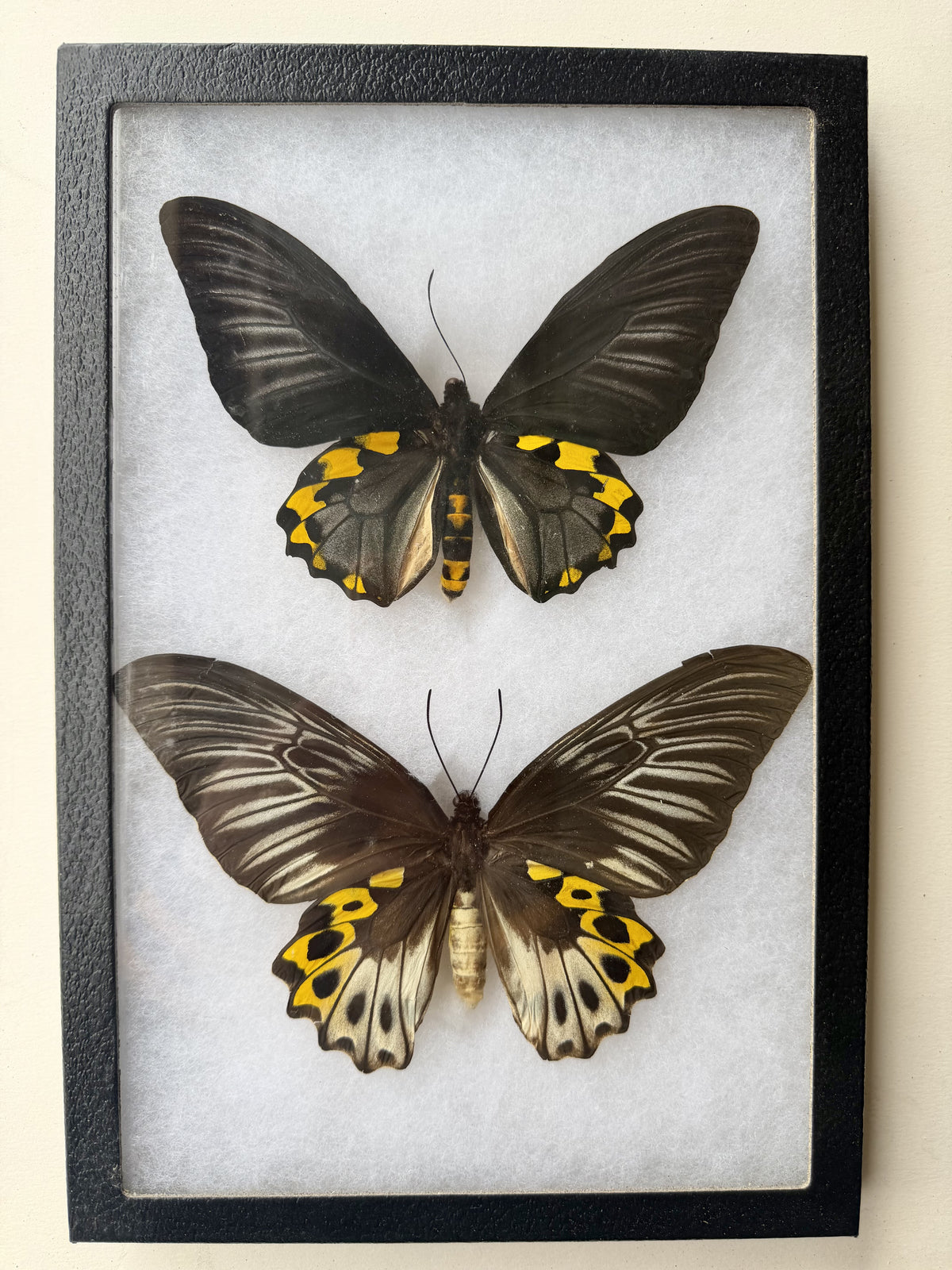 Framed Troides hypolites Birdwing PAIR