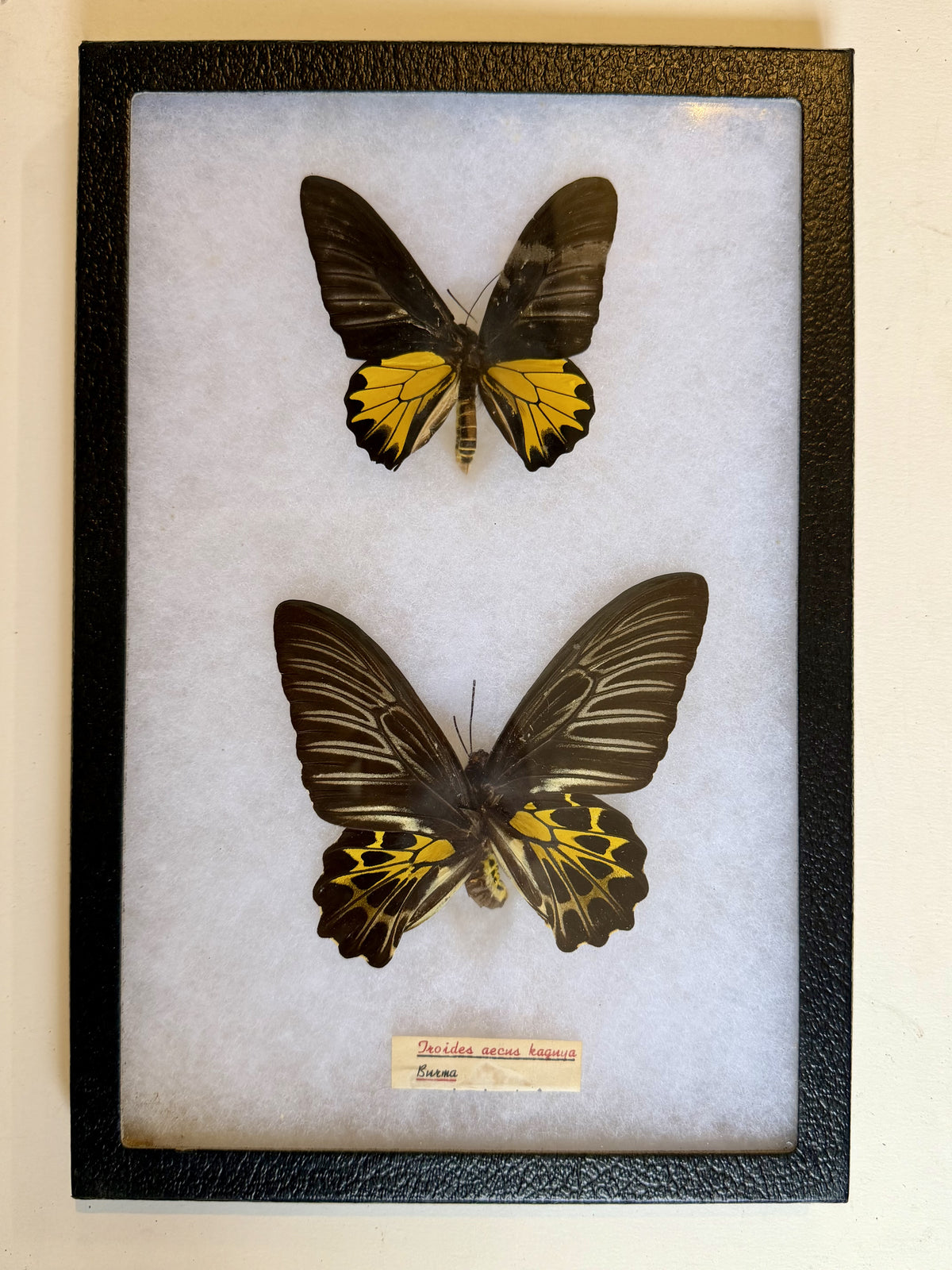 Framed Troides aeacus kaguya? Birdwing PAIR