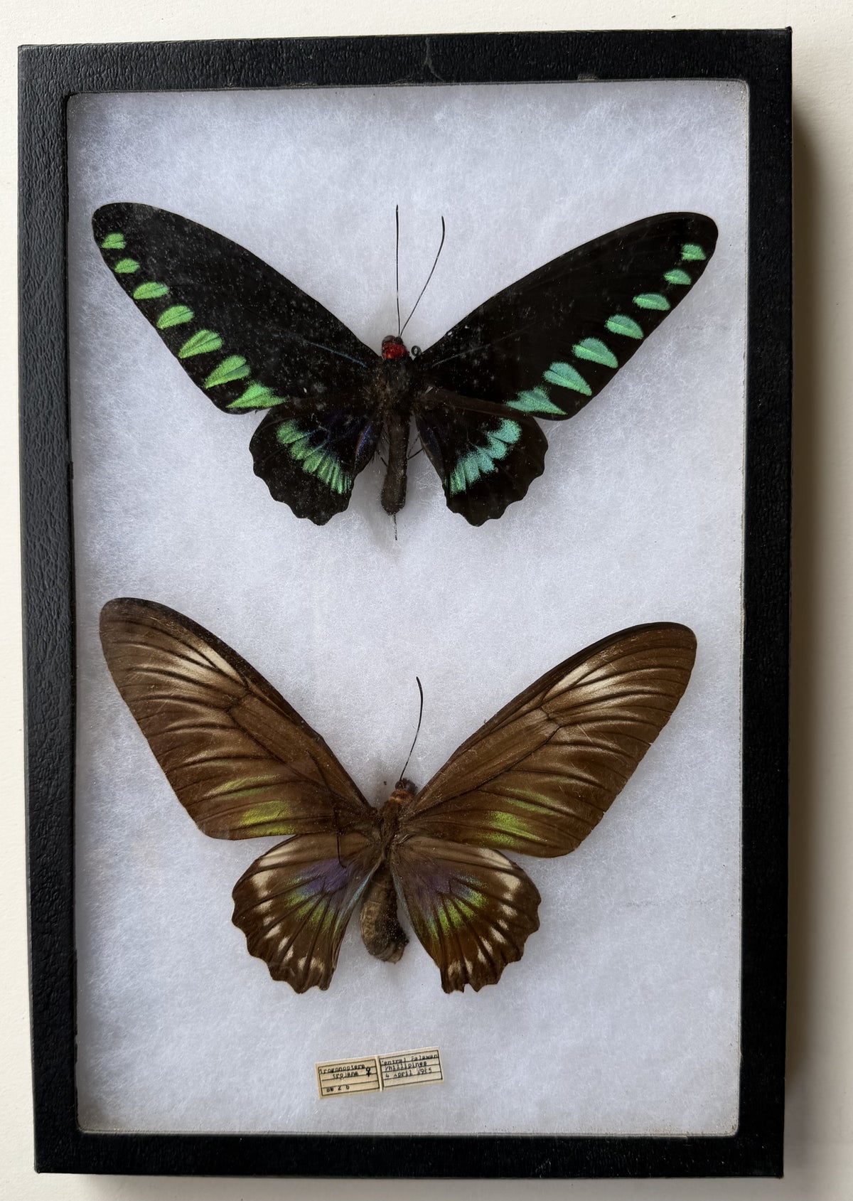 Framed Trogonoptera trojana Birdwing PAIR Male/Female