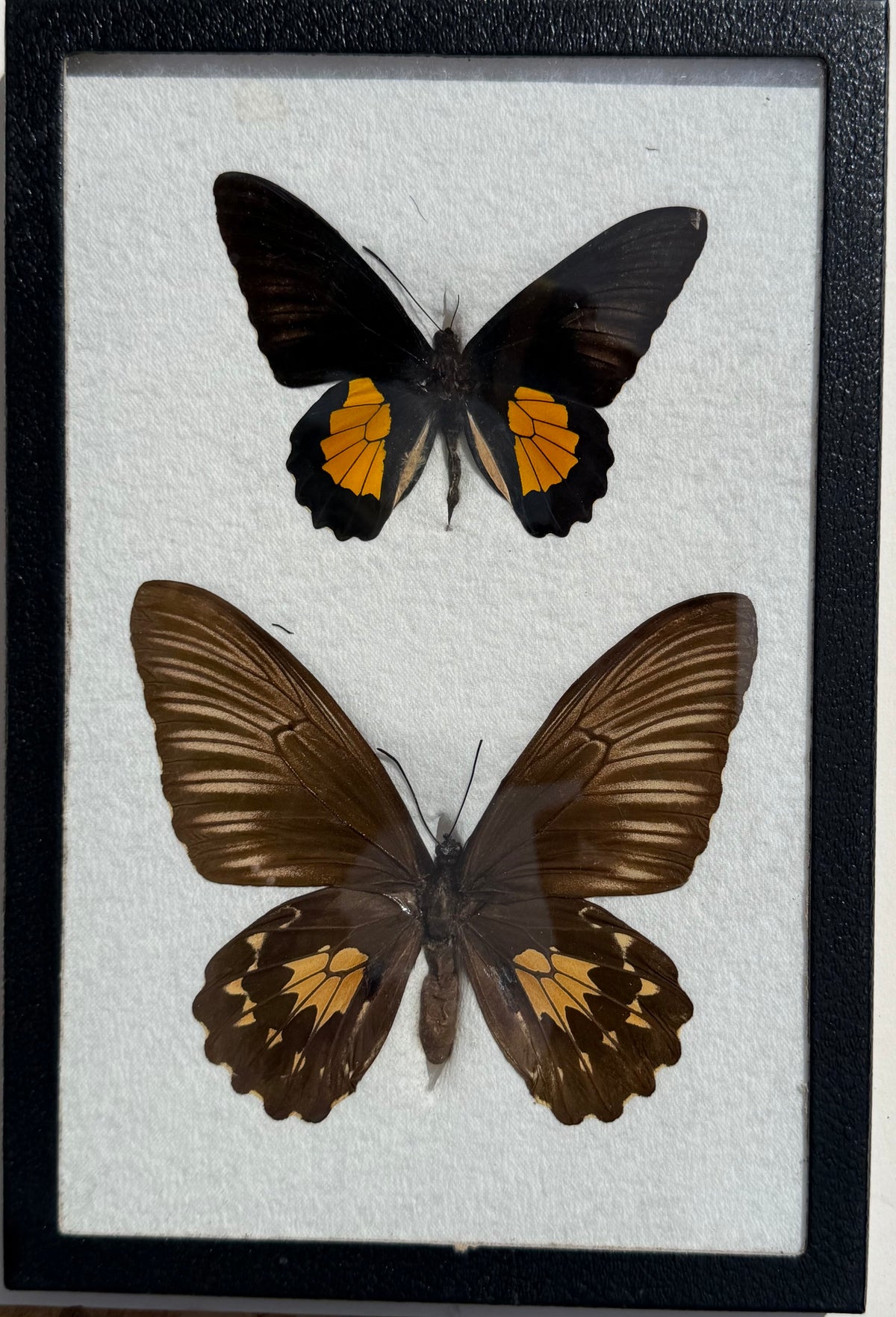 Framed RARE Troides riedeli BIRDWING PAIR -Tanimbar Is.
