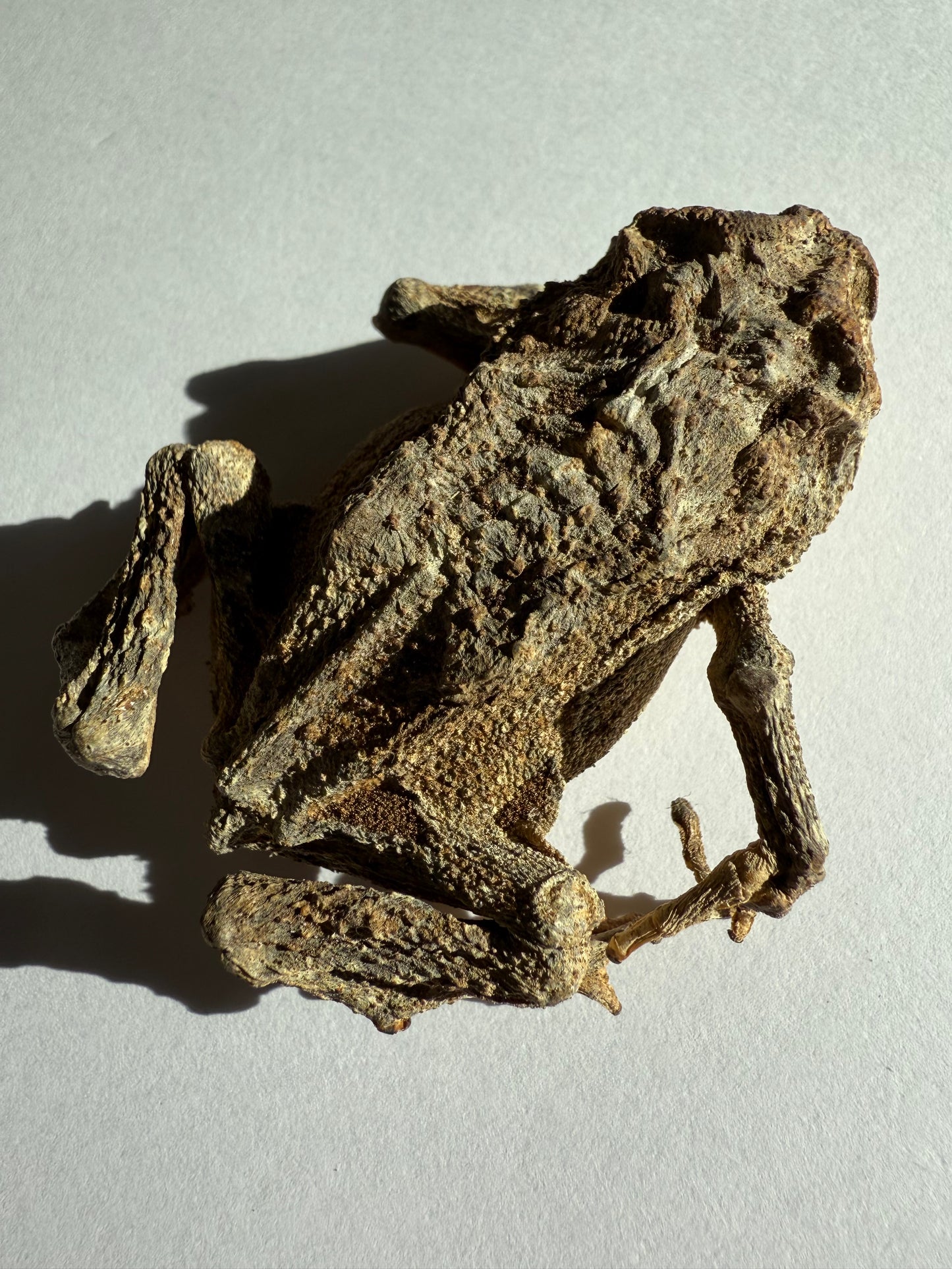 Mummified Toad Specimen