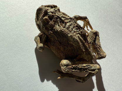 Mummified Toad Specimen