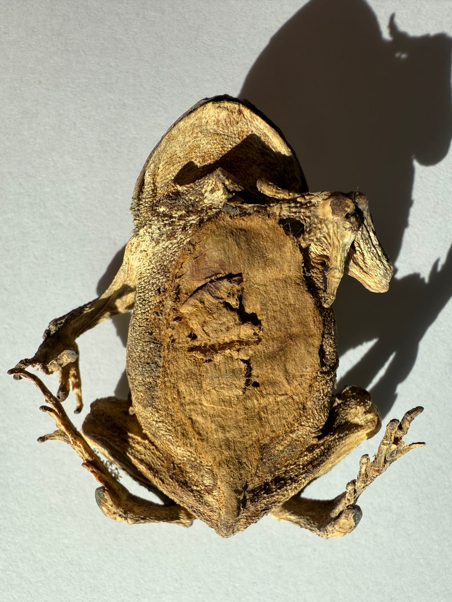 Mummified Toad Specimen