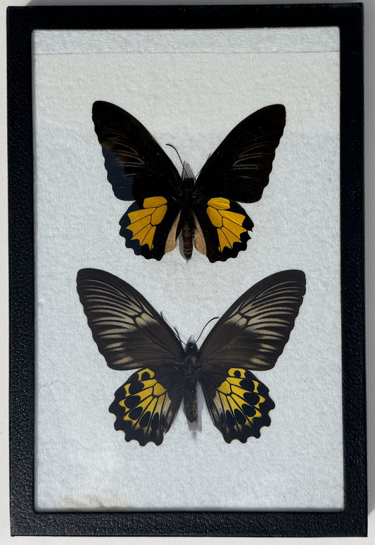 Framed Troides vanderpoli BIRDWING PAIR