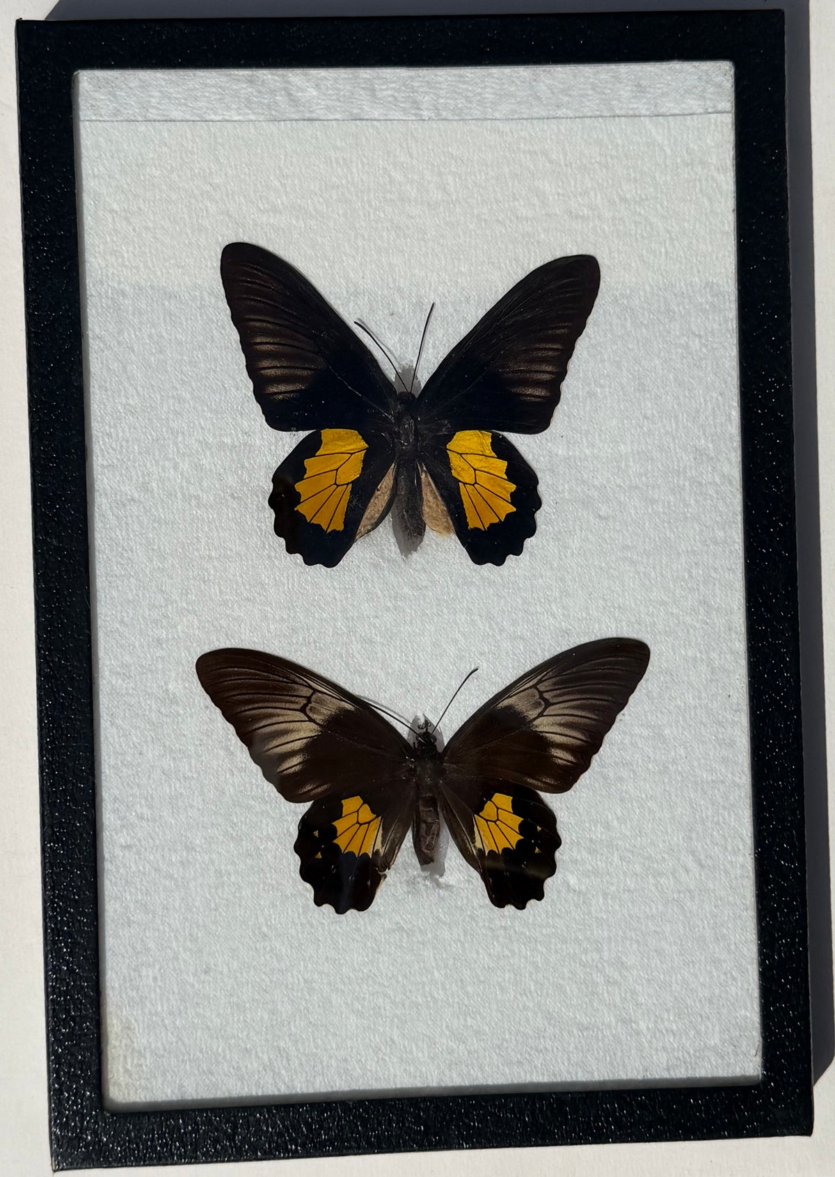Framed RARE Troides plato BIRDWING PAIR -Timor Is.