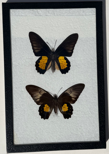Framed RARE Troides plato BIRDWING PAIR -Timor Is.