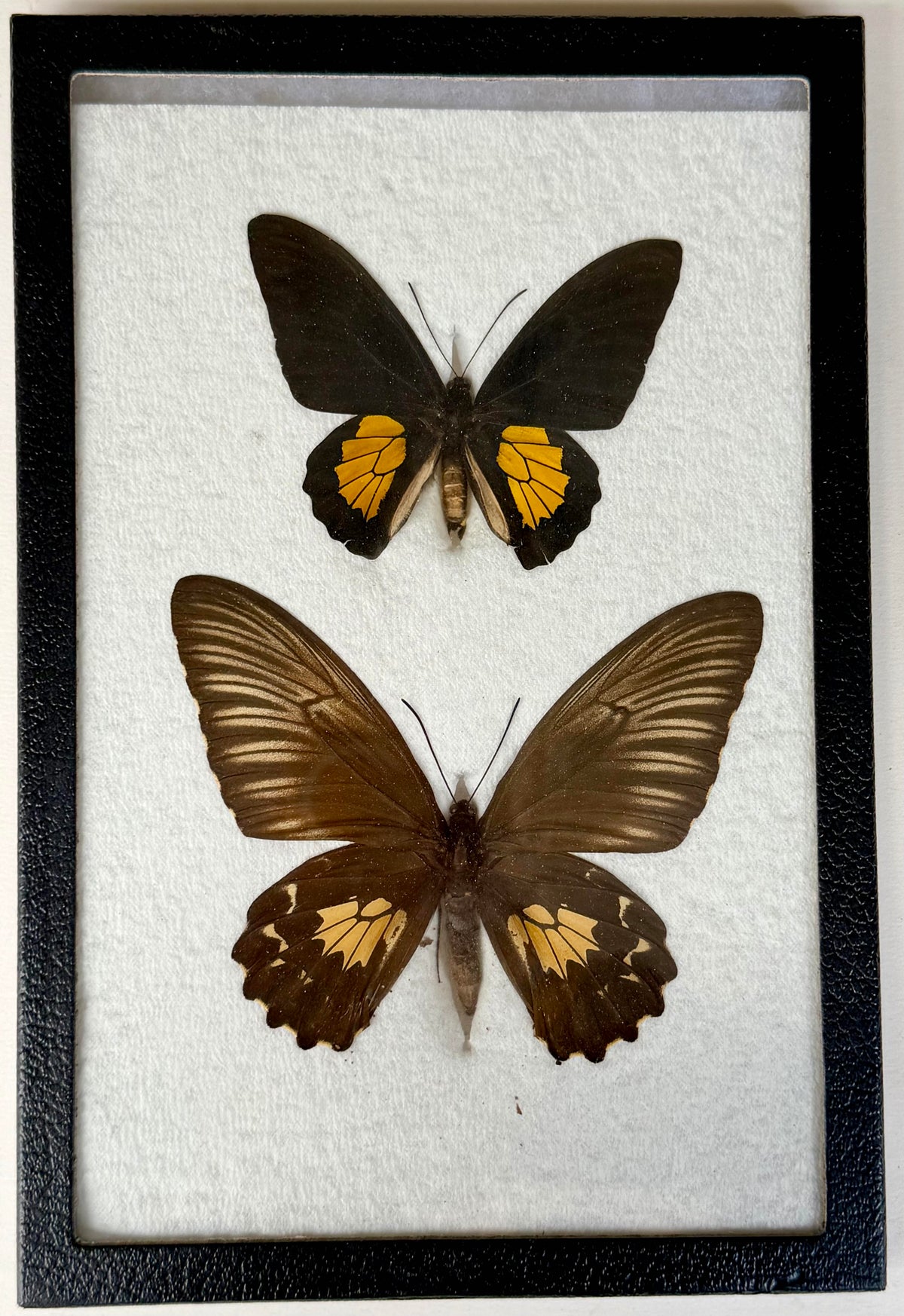 Framed WORLD RARITY! Troides darsius BIRDWING PAIR -Ceylon, 1956