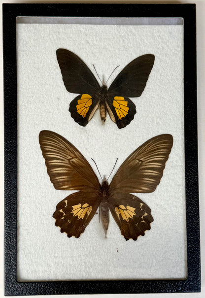 Framed WORLD RARITY! Troides darsius BIRDWING PAIR -Ceylon, 1956