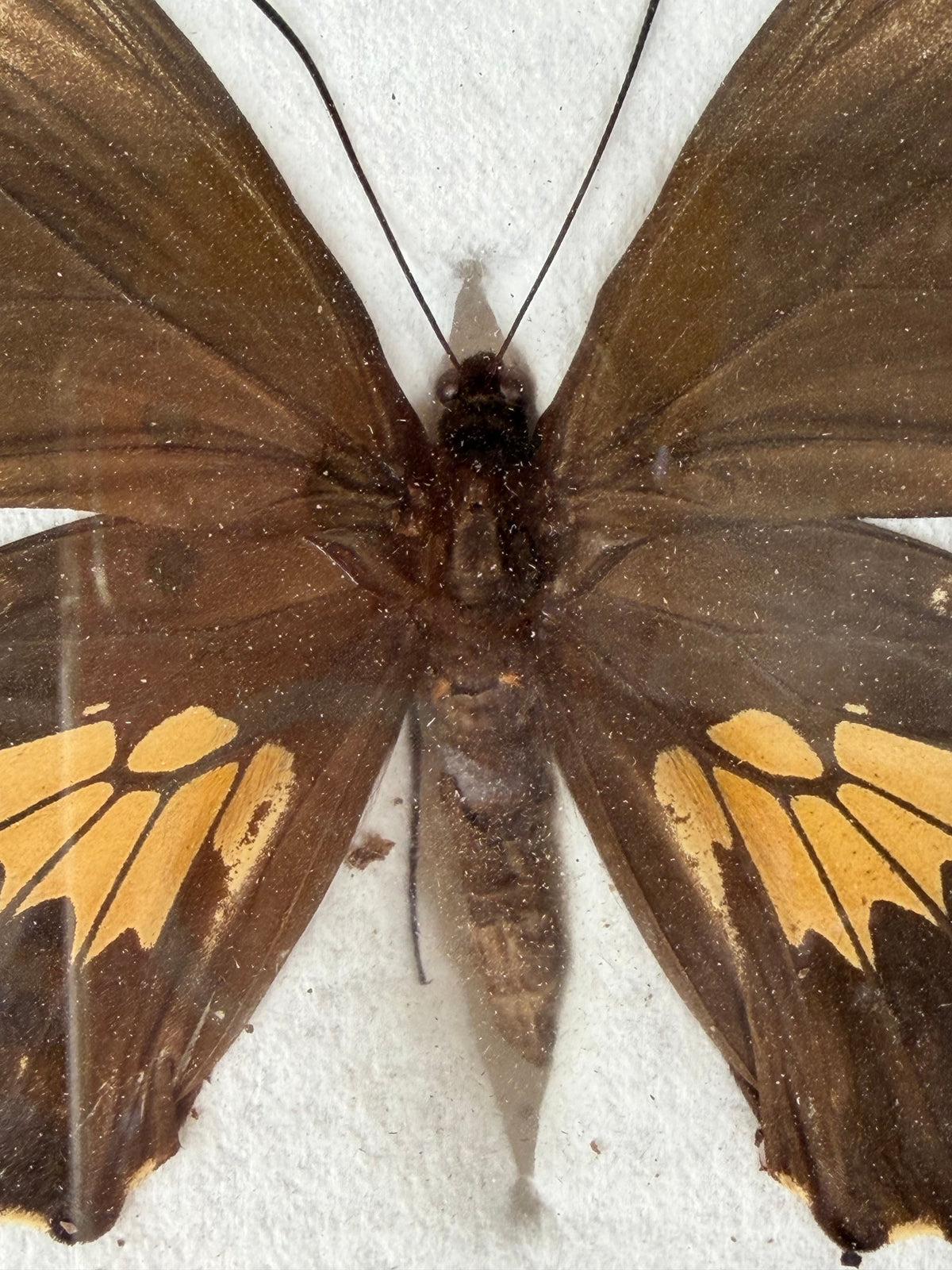 Framed WORLD RARITY! Troides darsius BIRDWING PAIR -Ceylon, 1956