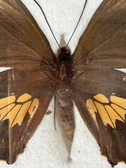 Framed WORLD RARITY! Troides darsius BIRDWING PAIR -Ceylon, 1956