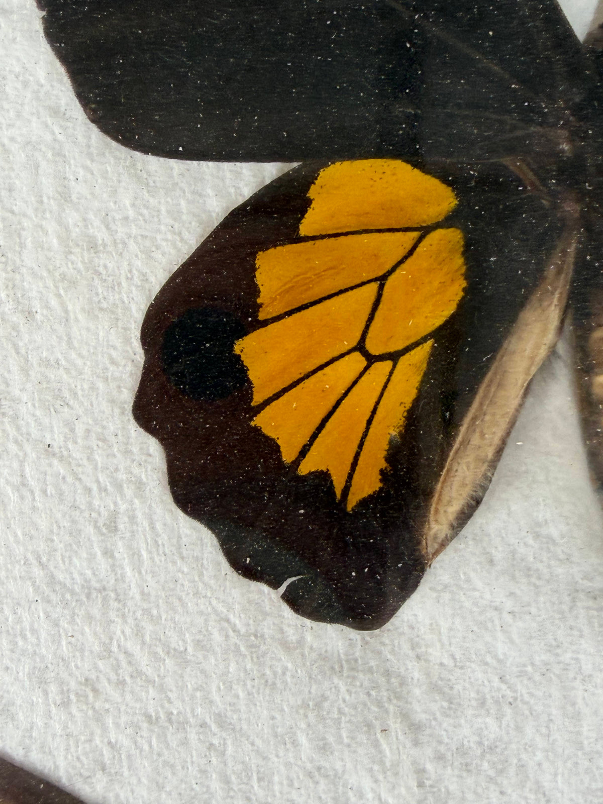 Framed WORLD RARITY! Troides darsius BIRDWING PAIR -Ceylon, 1956