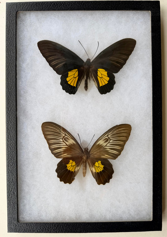 Framed Troides helena sagittatus BIRDWING PAIR -Lombak