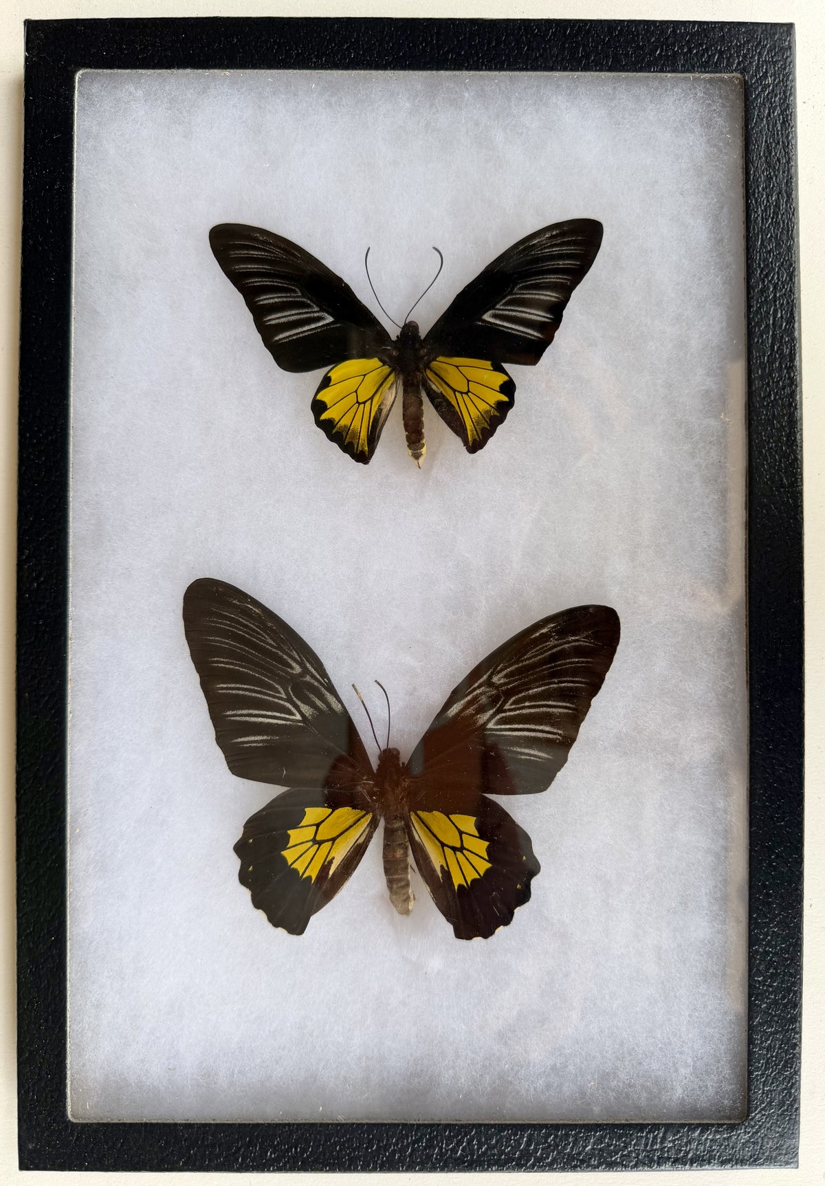 Framed Troides rhadamantus BIRDWING PAIR -Marinduque, Philippines