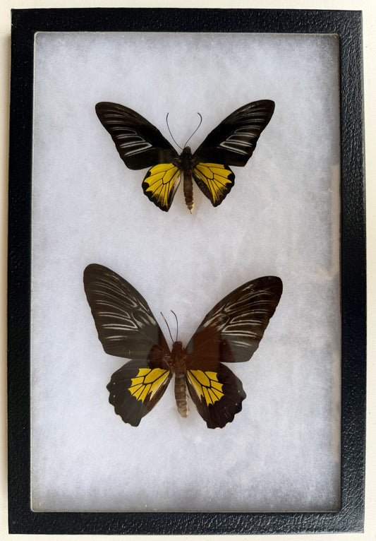 Framed Troides rhadamantus BIRDWING PAIR -Marinduque, Philippines