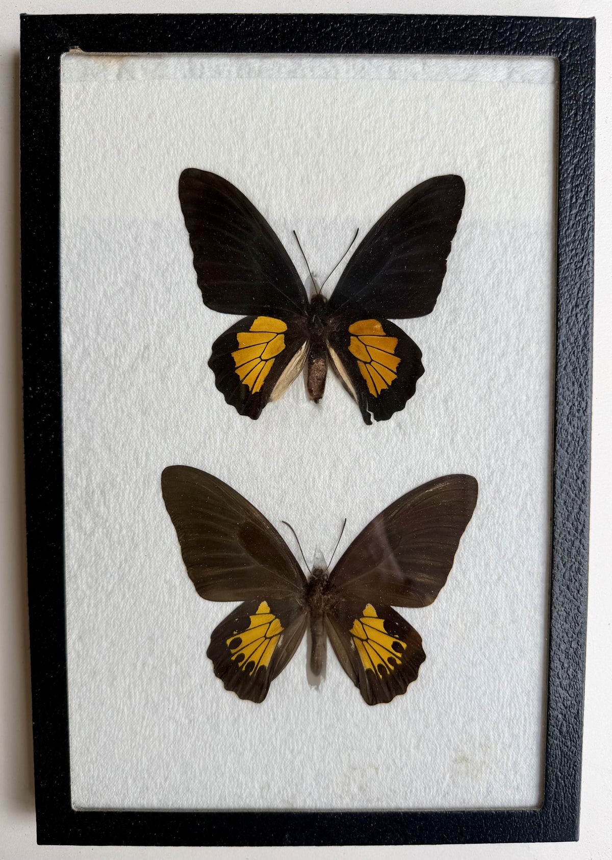 Framed Troides criton BIRDWING PAIR -Halmahera Is. 1979
