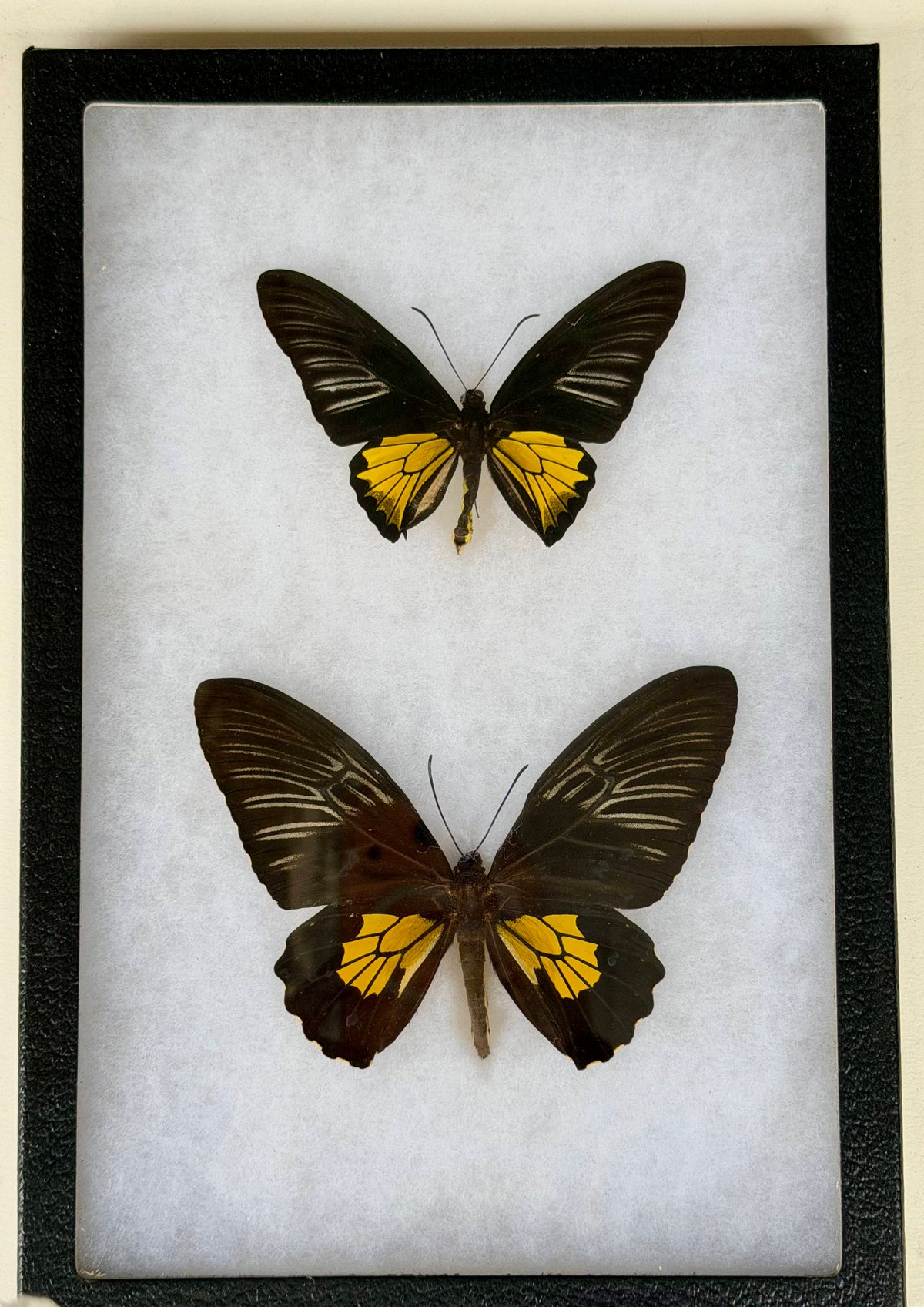 Framed Troides spp. BIRDWING PAIR