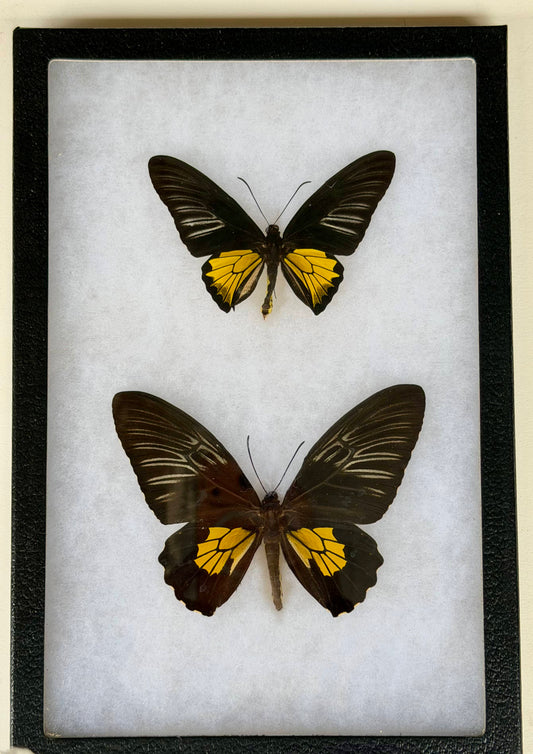 Framed Troides spp. BIRDWING PAIR