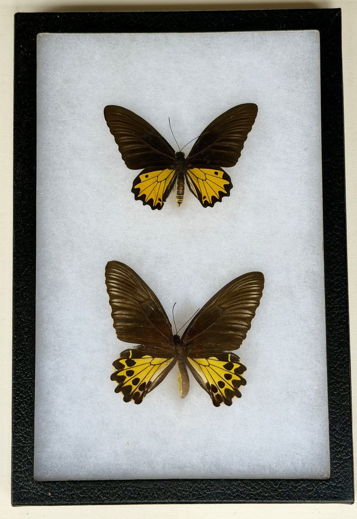 Framed Troides helena maurus BIRDWING PAIR -Bali