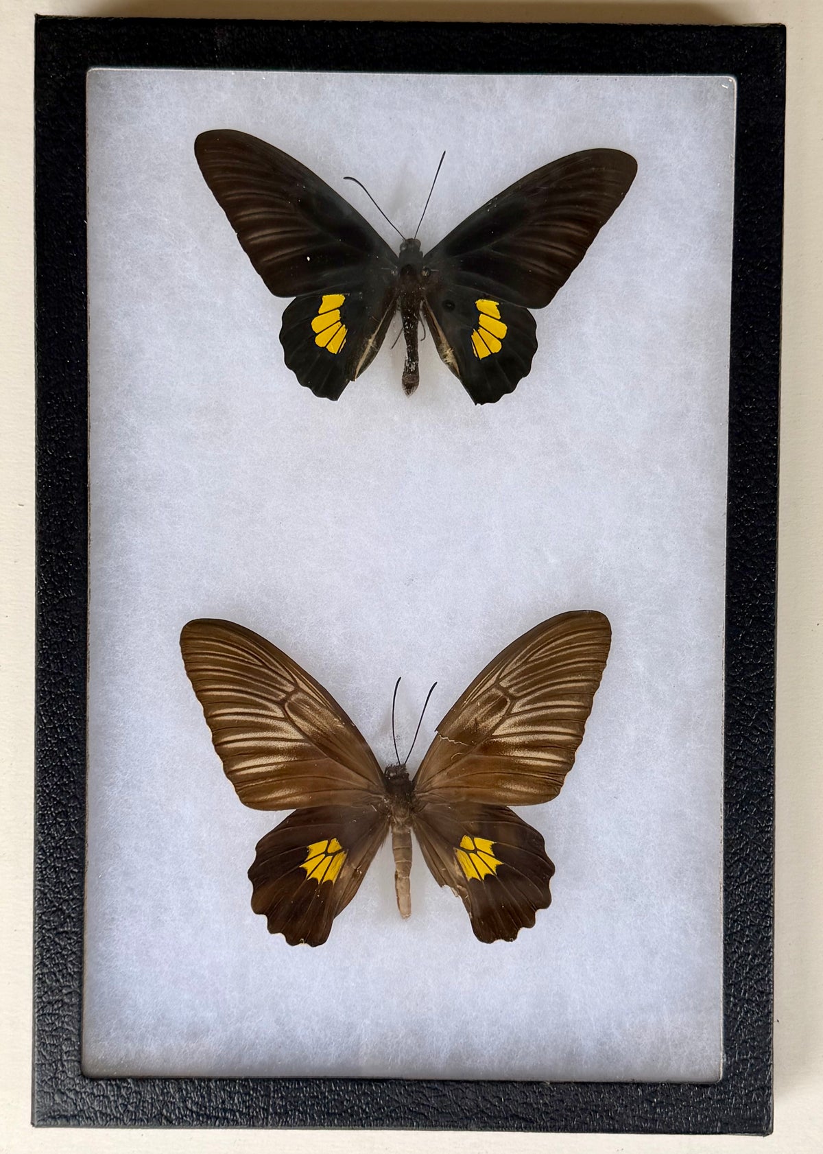 Framed Troides haliphron iris BIRDWING PAIR -Moa Is.