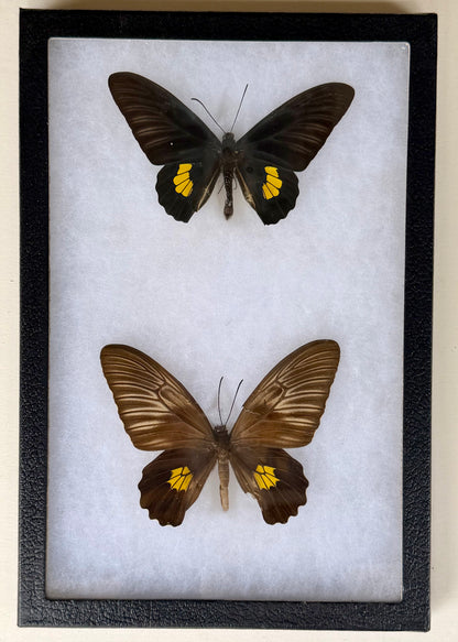 Framed Troides haliphron iris BIRDWING PAIR -Moa Is.