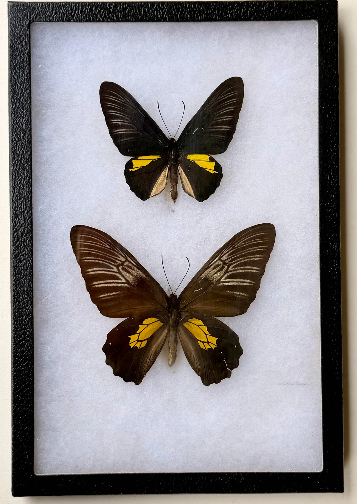 Framed Troides plateni BIRDWING PAIR -Palawan
