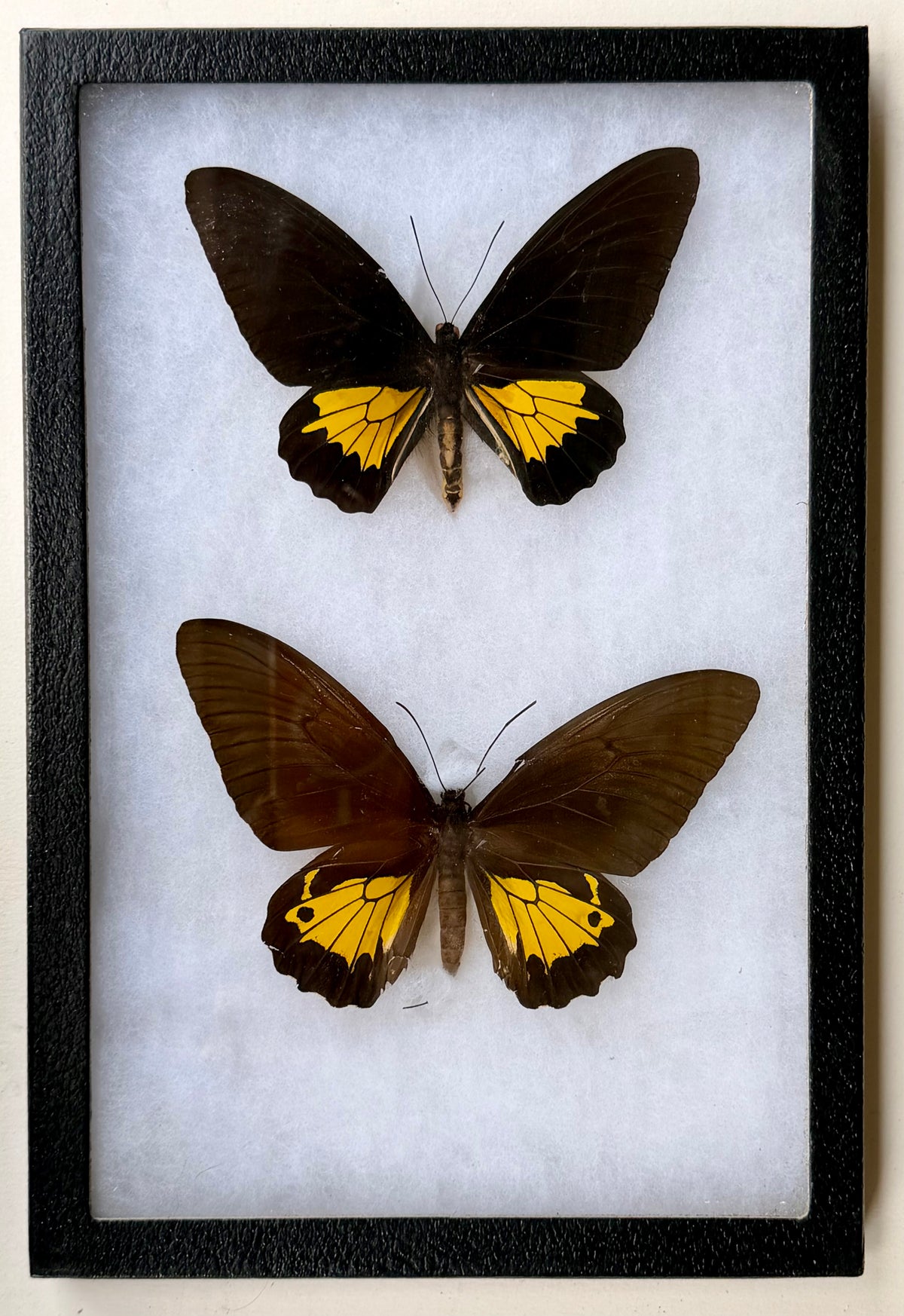 Framed Troides oblongomaculatus papuensis BIRDWING PAIR -Papua New Guinea