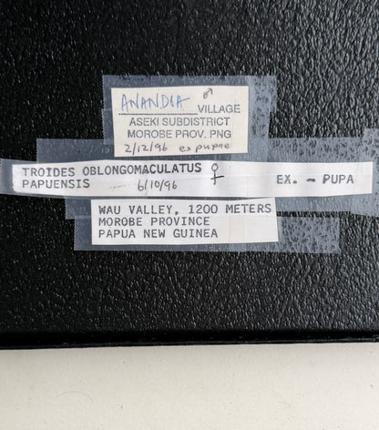 Framed Troides oblongomaculatus papuensis BIRDWING PAIR -Papua New Guinea