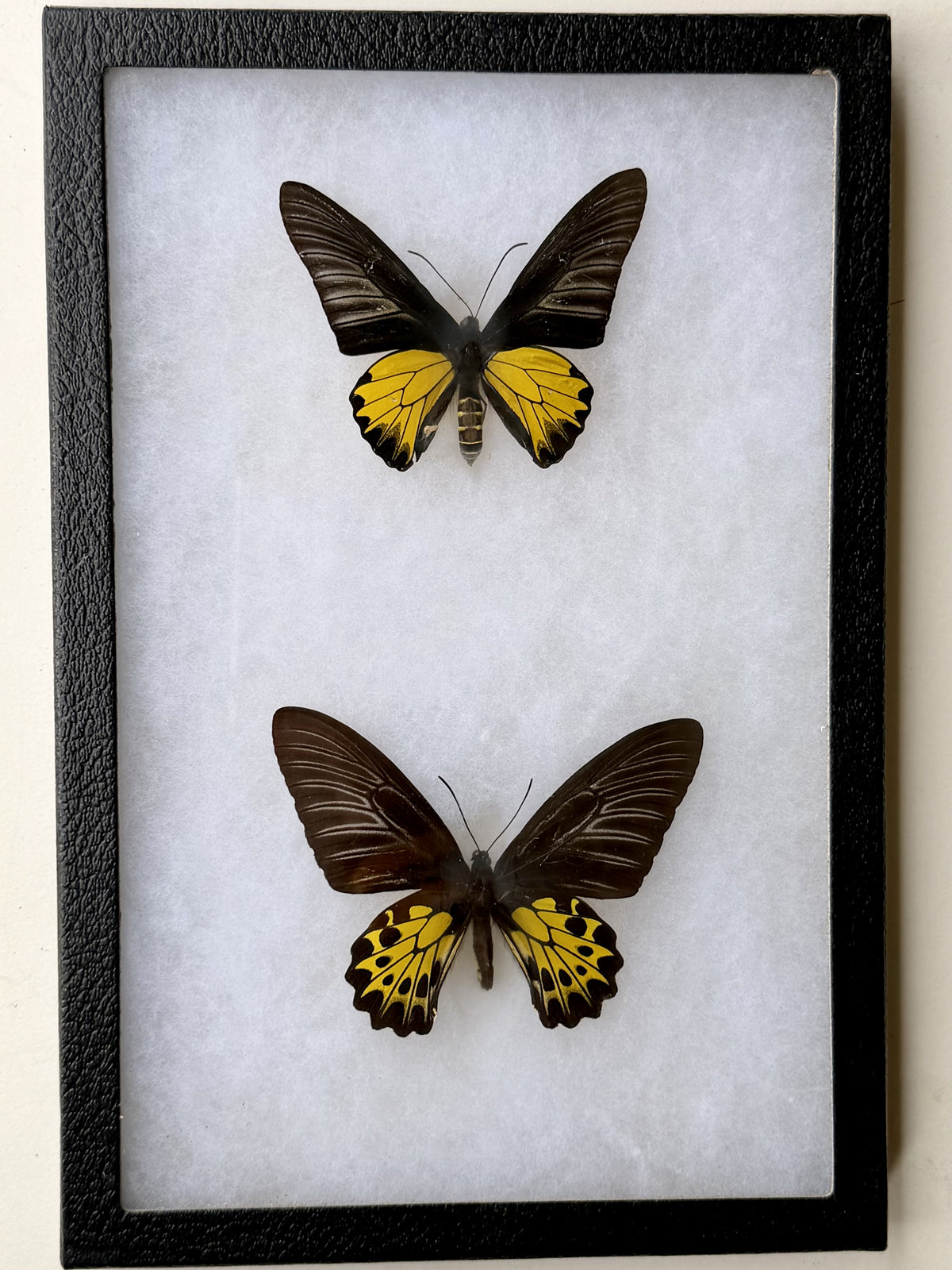 Framed Troides aecus BIRDWING PAIR -Kuala Lumpur