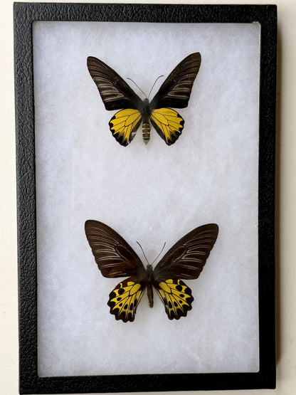 Framed Troides aecus BIRDWING PAIR -Kuala Lumpur