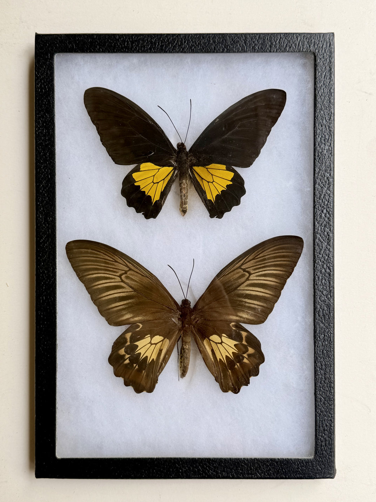 Framed Troides oblongomaculatus BIRDWING PAIR -Ceram Is.
