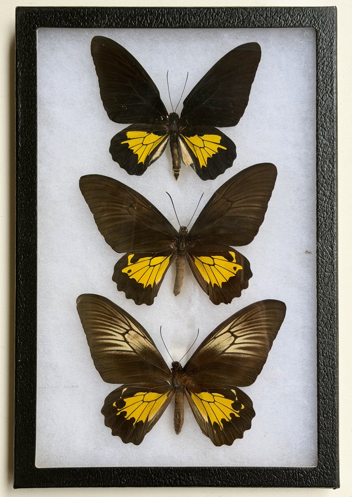 Framed RARE FORM Troides oblongomaculatus papuensis f. papuana Oberthur