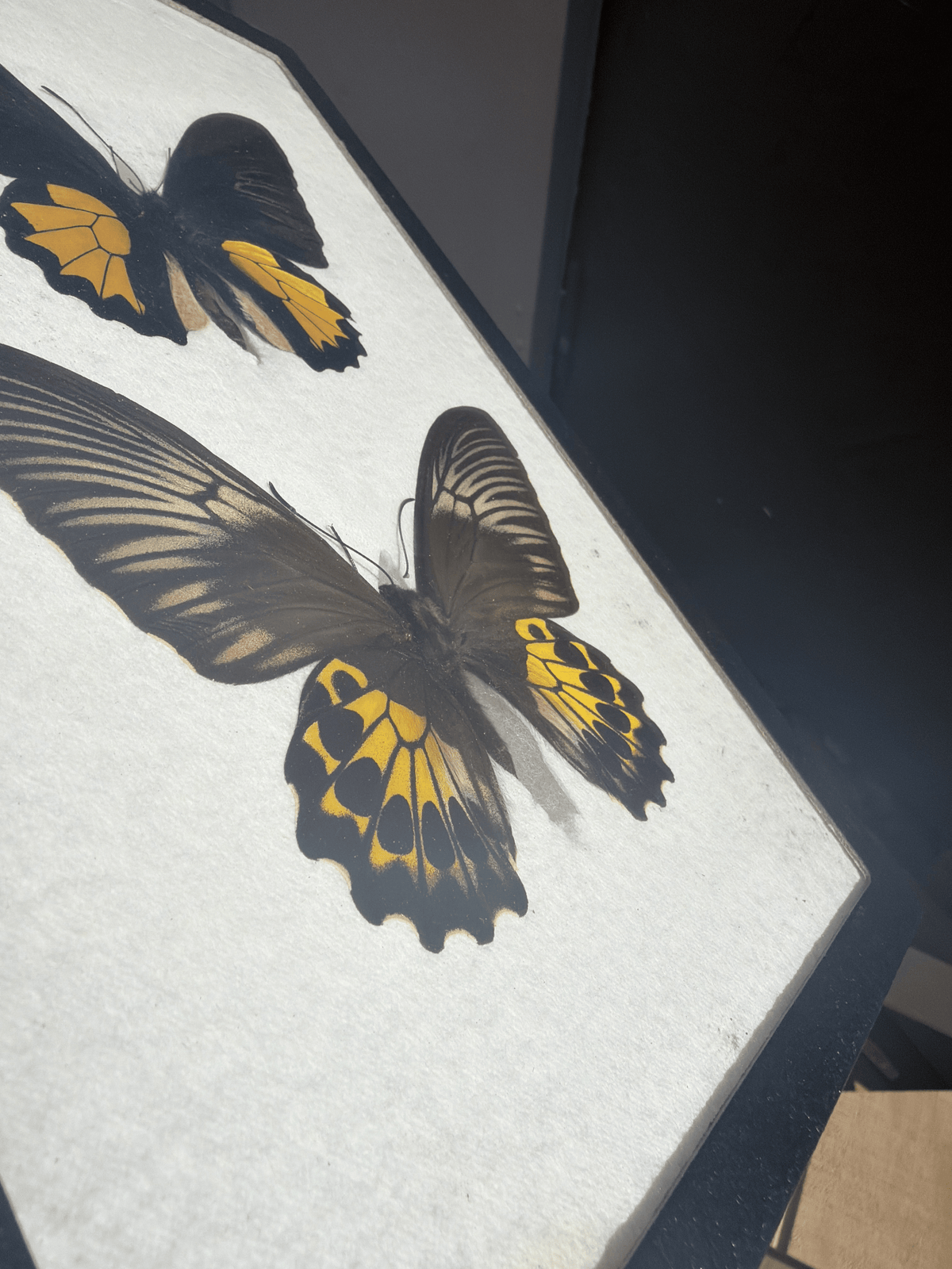 Framed Troides vanderpoli BIRDWING PAIR