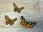 3 Spread Moths, not framed, A2, Lot 513