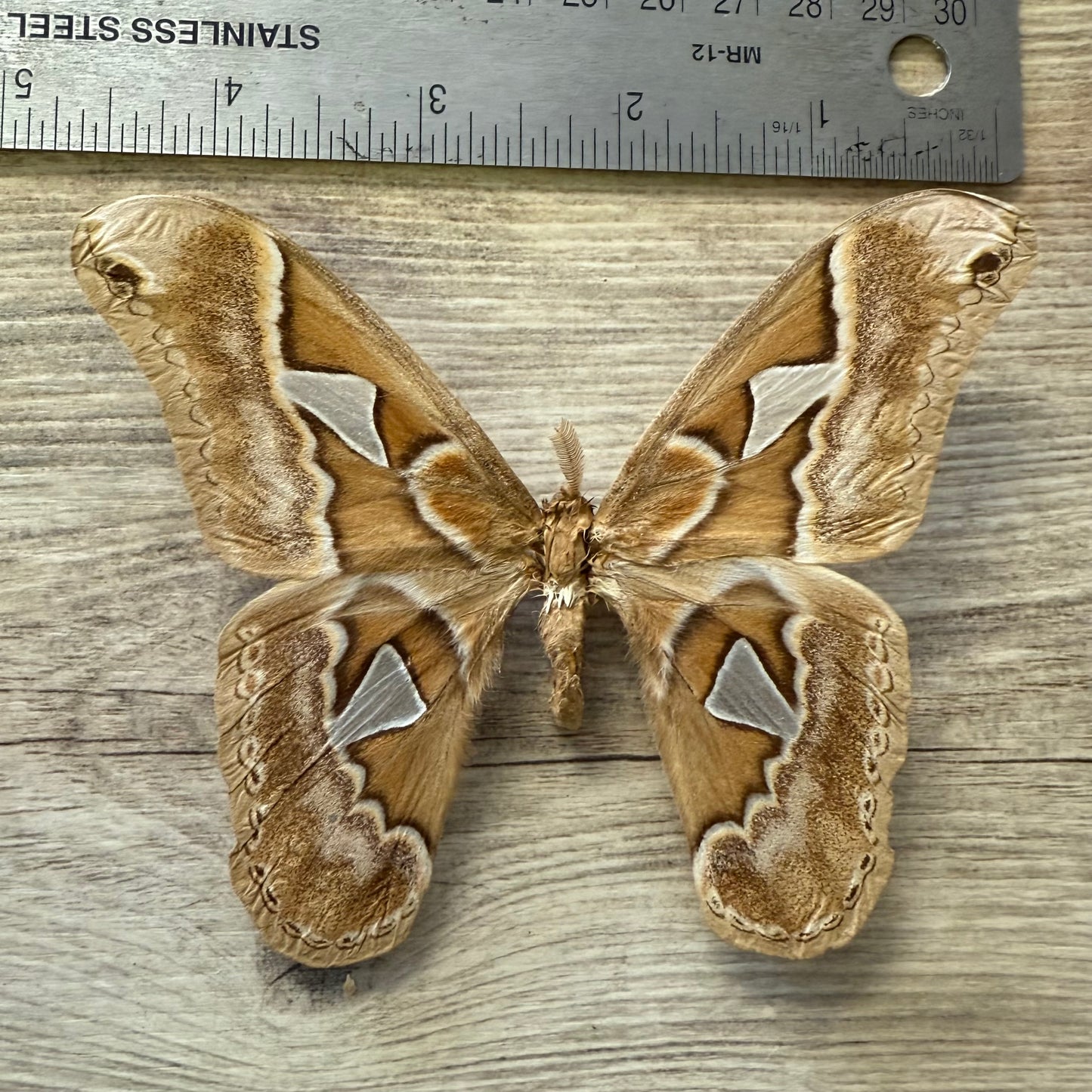 1 Large Spread Silk Moth, not framed, A2, Lot 518