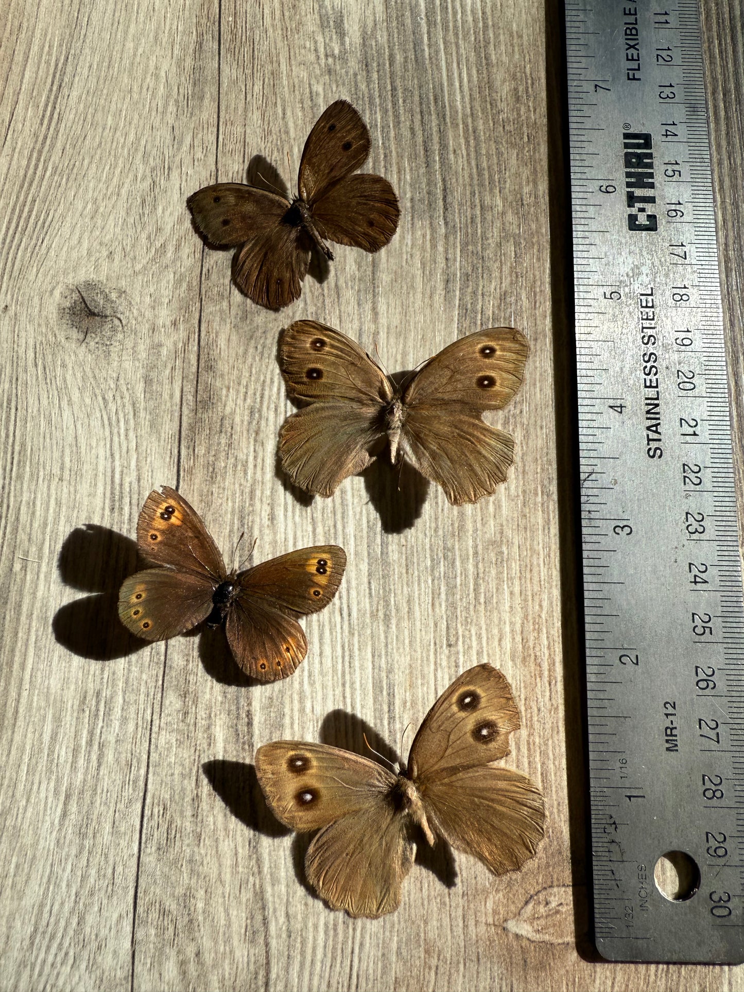 4 Spread Eye Spot butterflies, not framed, A2, Lot 522