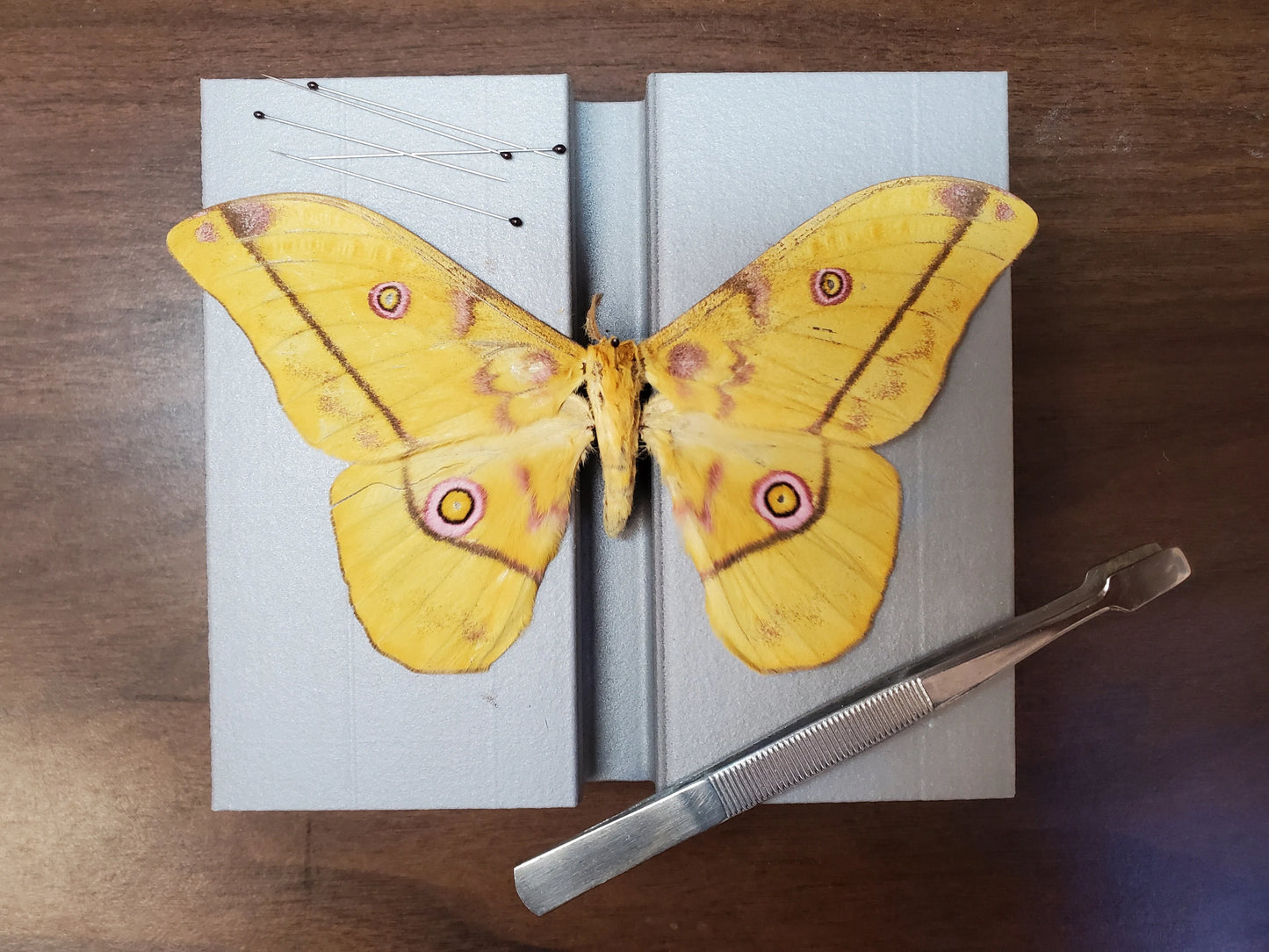 REAL Golden Emperor Moth ‘Nudaurelia dione’ Unspread