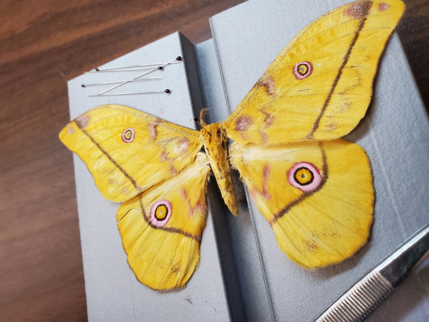 REAL Golden Emperor Moth ‘Nudaurelia dione’ Unspread