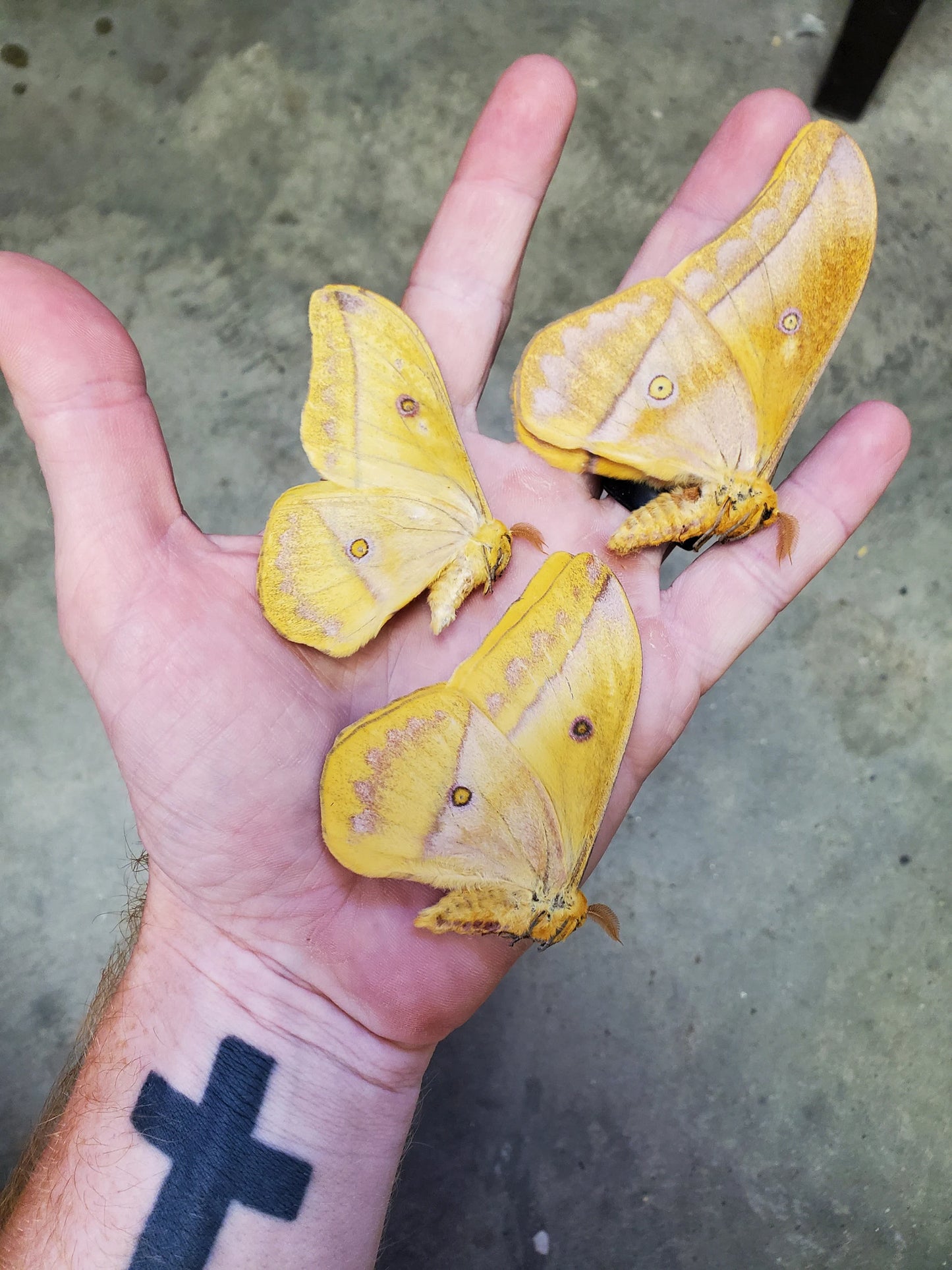 REAL Golden Emperor Moth ‘Nudaurelia dione’ Unspread