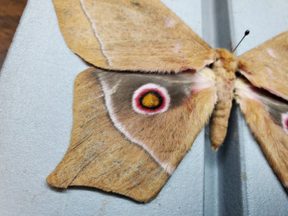 African Eye Moth ‘Imbrasia epimethea’ Unspread