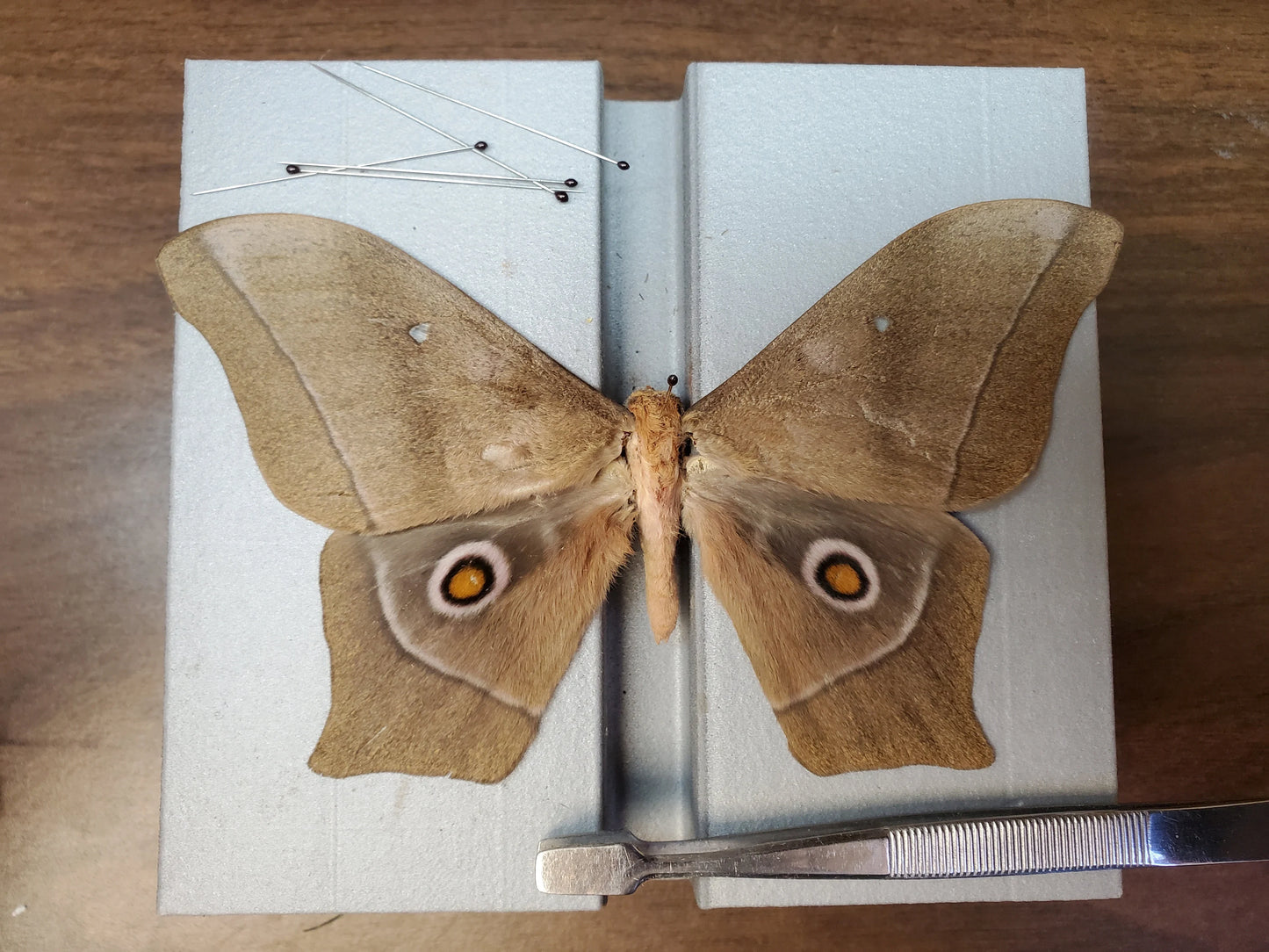 African Eye Moth ‘Imbrasia epimethea’ Unspread