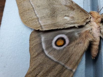 African Eye Moth ‘Imbrasia epimethea’ Unspread